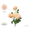 Rosa Spray Gentle Trendsetter