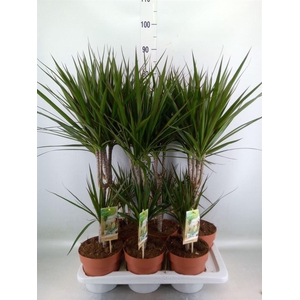 Dracaena marg.