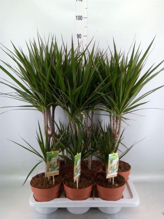 <h4>Dracaena marg.</h4>