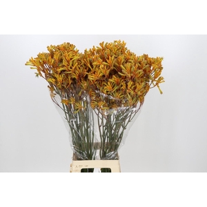 Anigozanthos Golden Girl