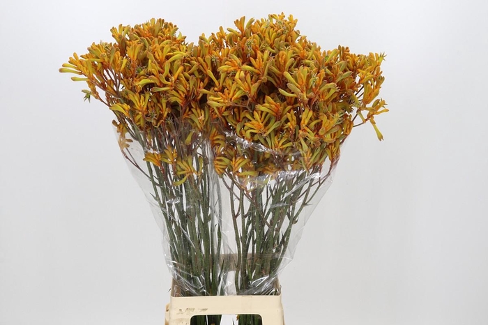 <h4>Anigozanthos Golden Girl</h4>