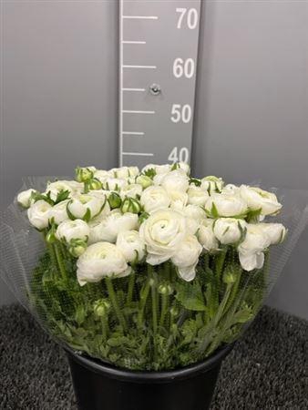 <h4>Ran Eleg Ex White</h4>