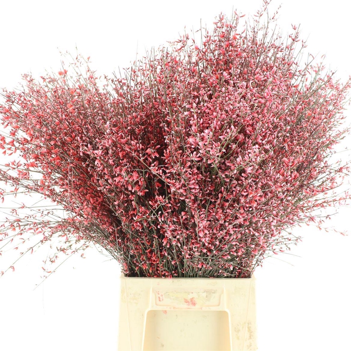 <h4>Ginster Red P Bunch 400gram</h4>