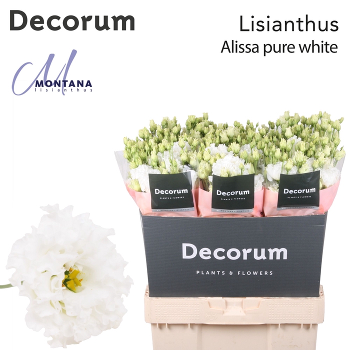 <h4>Lisianthus Alissa pure white 70cm</h4>