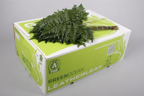 <h4>LEDERVAREN JUNIOR GREEN OCEAN</h4>