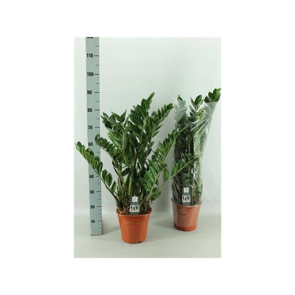 <h4>Zamio Zamiifolia 10-12+</h4>