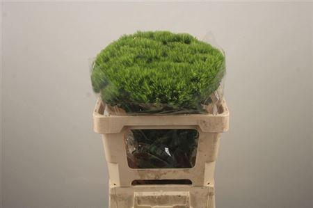 <h4>Di Barb Green Wicky Ex X40</h4>