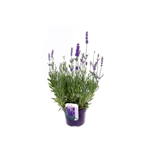 Lavandula Spear Blue