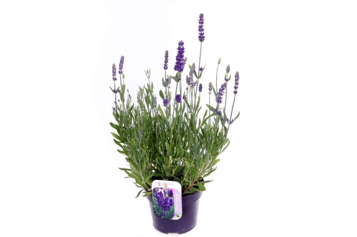 <h4>Lavandula Spear Blue</h4>