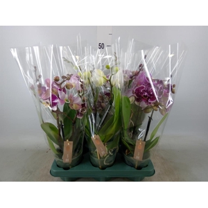 Phalaenopsis  'Spirit'   ...mix