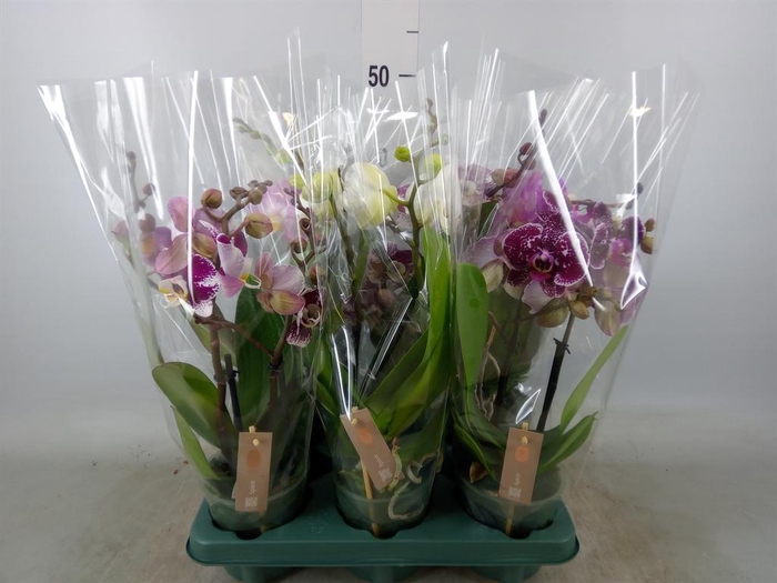 <h4>Phalaenopsis  'Spirit'   ...mix</h4>
