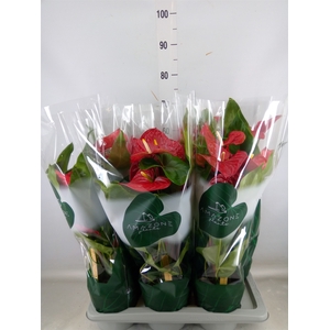 Anthurium andr. 'Nevada'