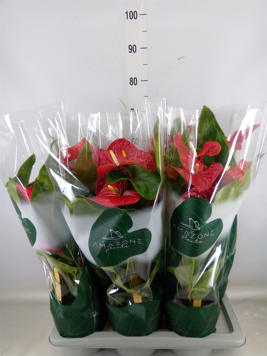 <h4>Anthurium andr. 'Nevada'</h4>