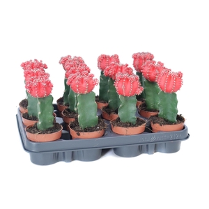 Gymno rood geent 8,5 cm