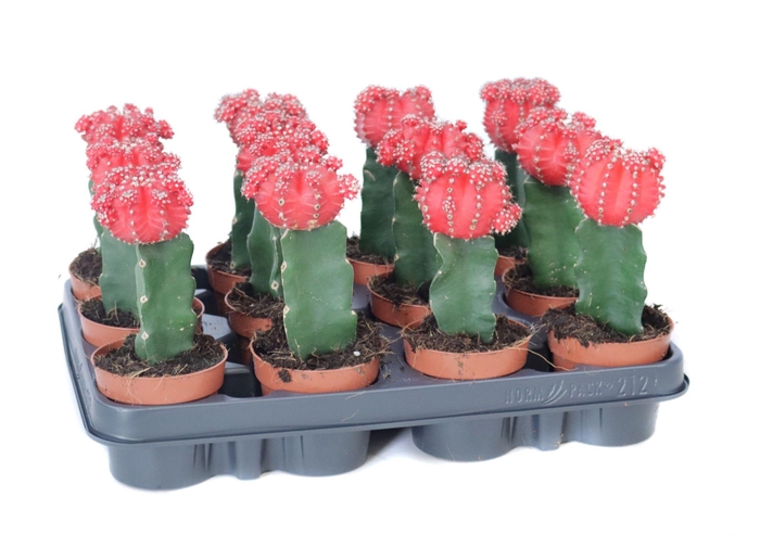 <h4>Gymno rood geent 8,5 cm</h4>