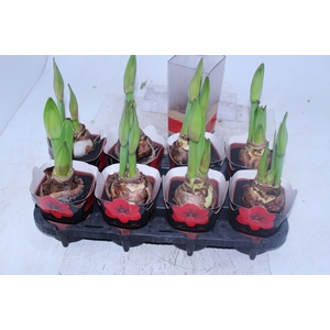 AMARYLLIS P14 VERMELHO MIN 2 HT