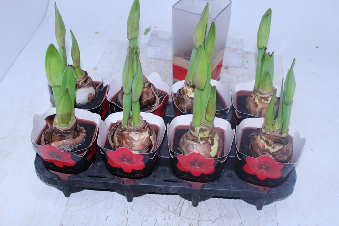 AMARYLLIS P14 VERMELHO MIN 2 HT