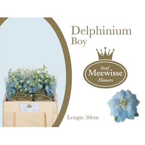 Delphinium Boy