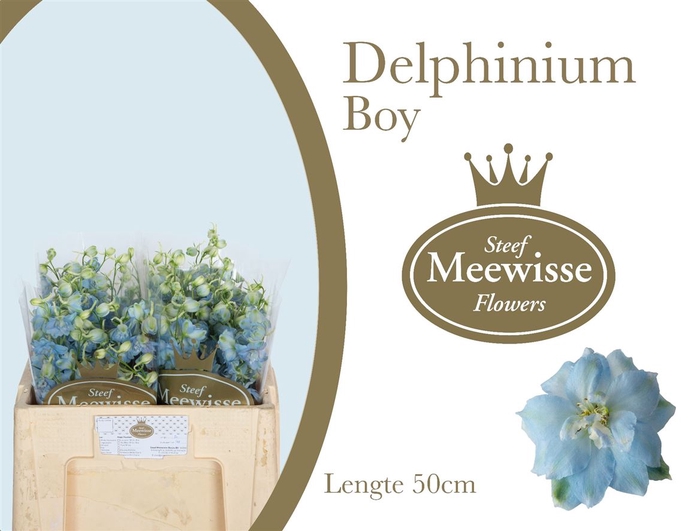 <h4>Delphinium Boy</h4>