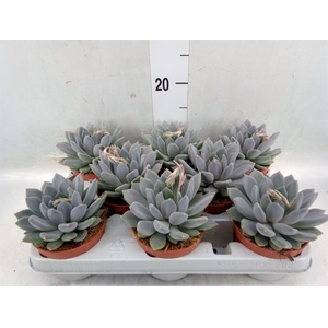 Pachyphytum  'Draco'