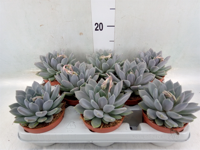 <h4>Pachyphytum  'Draco'</h4>