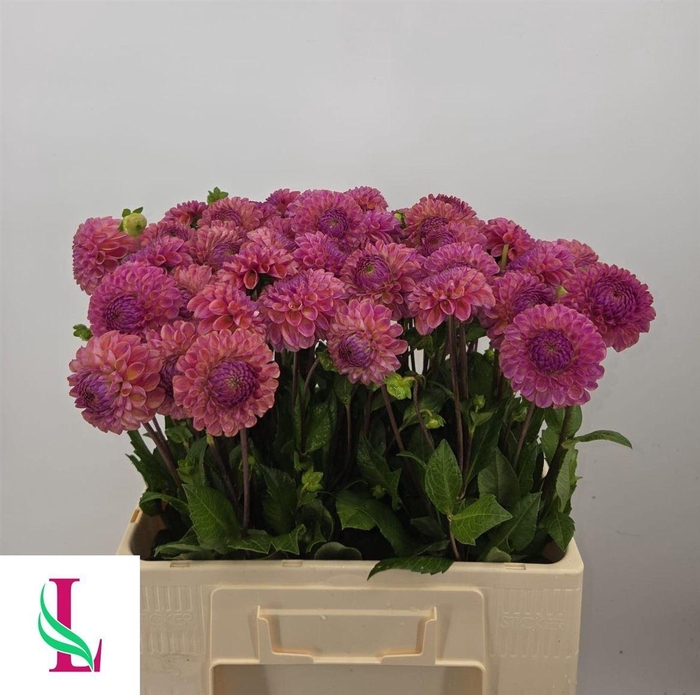 <h4>Dahlia Caitlins Joy</h4>