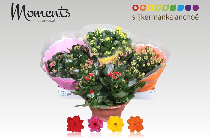 <h4>KAL GE GEM 4 KL</h4>