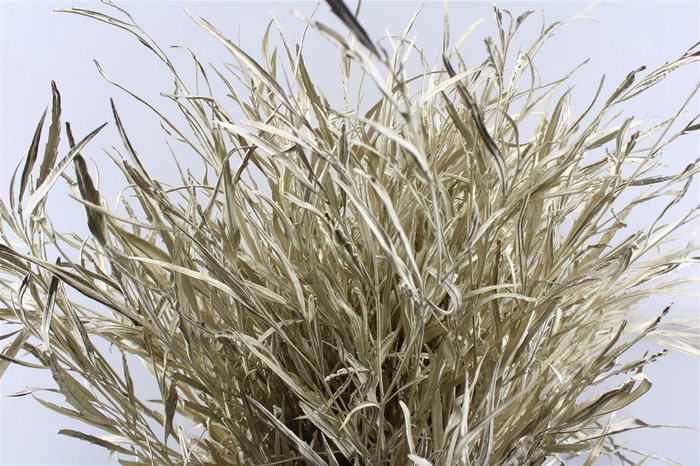 Grevillea Metal Platinum