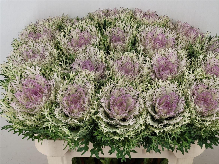 <h4>Brass Crane King</h4>