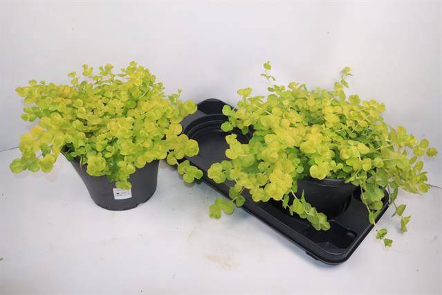 <h4>Lysim Nummularia</h4>