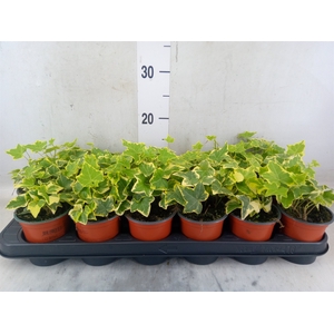 Hedera helix 'Goldchild'