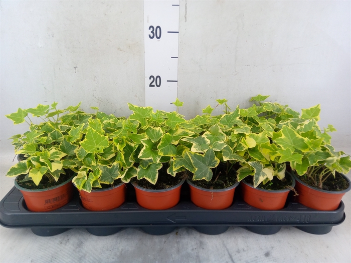 <h4>Hedera helix 'Goldchild'</h4>