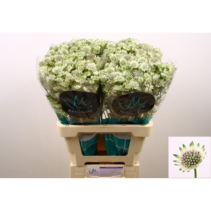 <h4>ASTR BILLION STAR XL</h4>