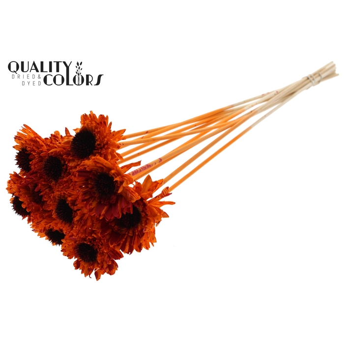 <h4>Shola Daisy Sunflower 6cm on stem Splashed Orange/Red</h4>