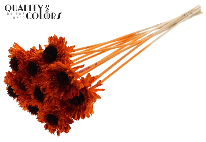 Shola Daisy Sunflower 6cm on stem Splashed Orange/Red