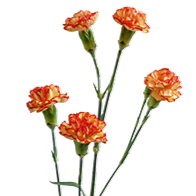 <h4>DIAN.TR. Boogie</h4>