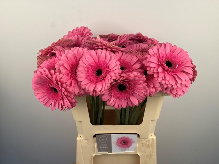 <h4>Ge Gr Peppa</h4>