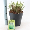 Miscanthus sinensis