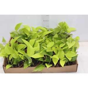 JIBOIA AMARELO C13 PENDENTE