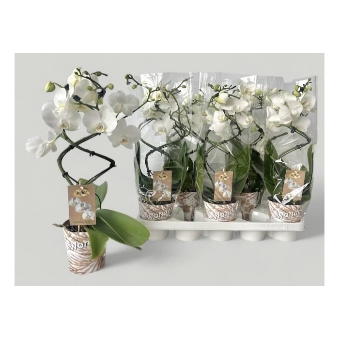 <h4>Phalaenopsis 12Ø 45cm 2st 16fl</h4>