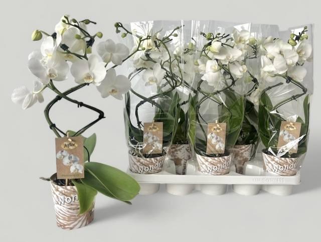 Phalaenopsis 12Ø 45cm 2st 16fl