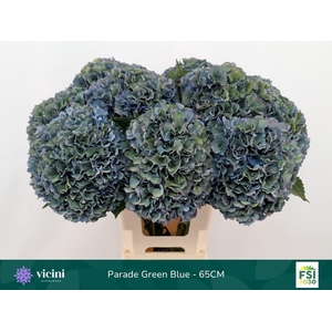Hydrangea  'Royal Parade'   CL