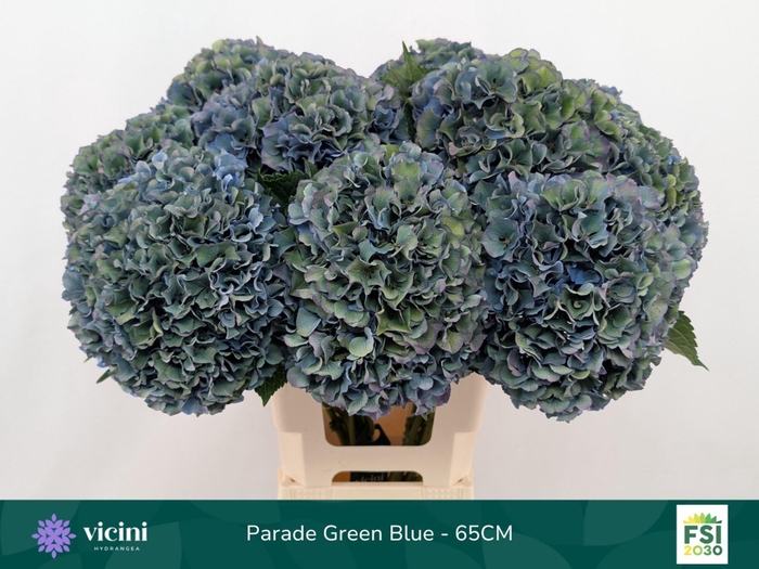<h4>Hydrangea  'Royal Parade'   CL</h4>