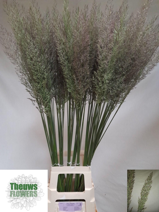 <h4>CALAMAGROSTIS BRACHY</h4>