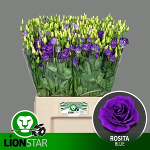 EUS G ROSI BLUE