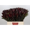 Leucadendron Saf Sunset Dark R.