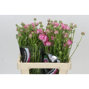 Ranunculus Natura Moderna Dolce