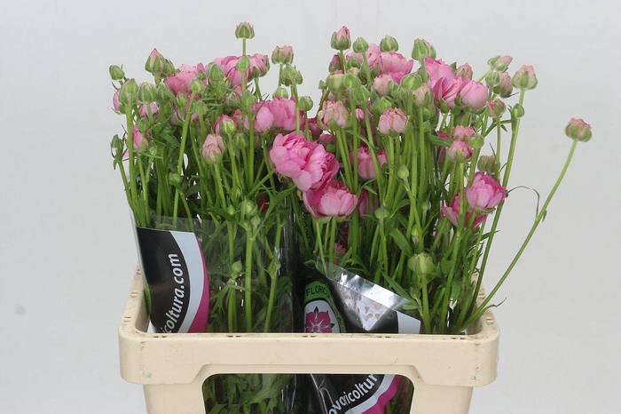 <h4>Ranunculus Natura Moderna Dolce</h4>