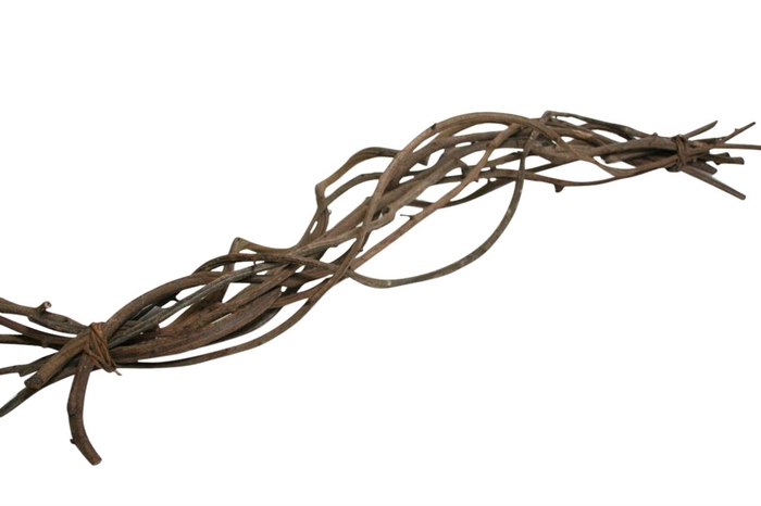 Bundle Crazy Vine 10 Pcs L60