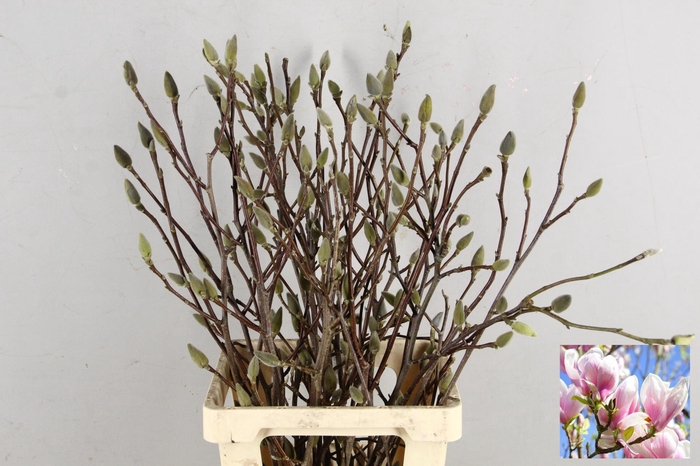 MAGNOLIA SOULANGEANA 080CM